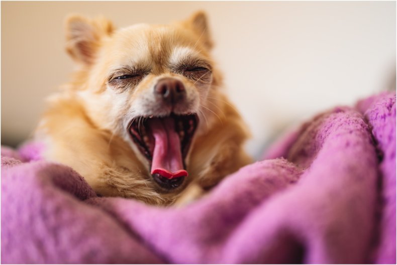 Stock image of Chihuahua