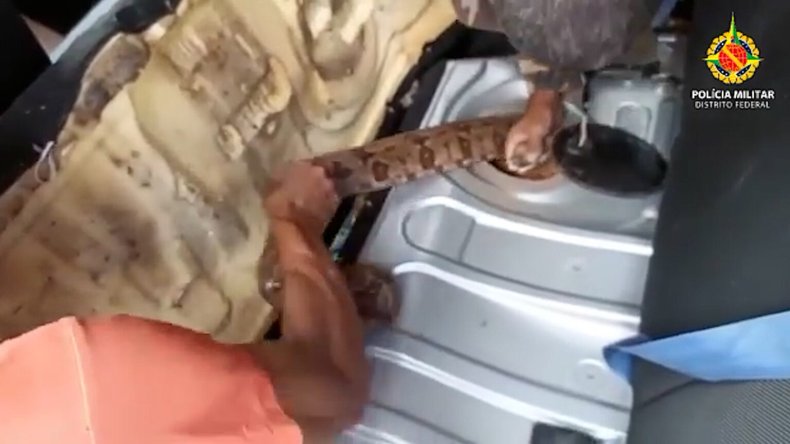Boa constrcitor, snake, Zenger