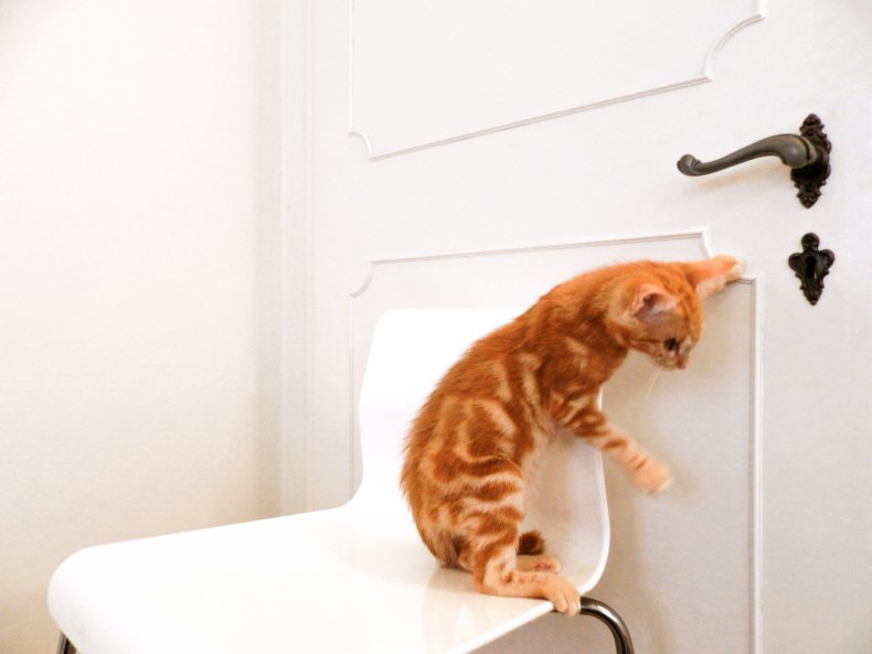 A cat opening a door.
