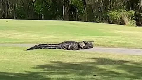 Watch Giant CanniƄal Alligator Feast on Loʋe Riʋal on Florida Golf Course