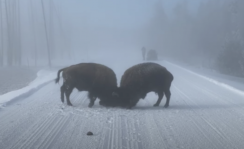 yellowstone bison