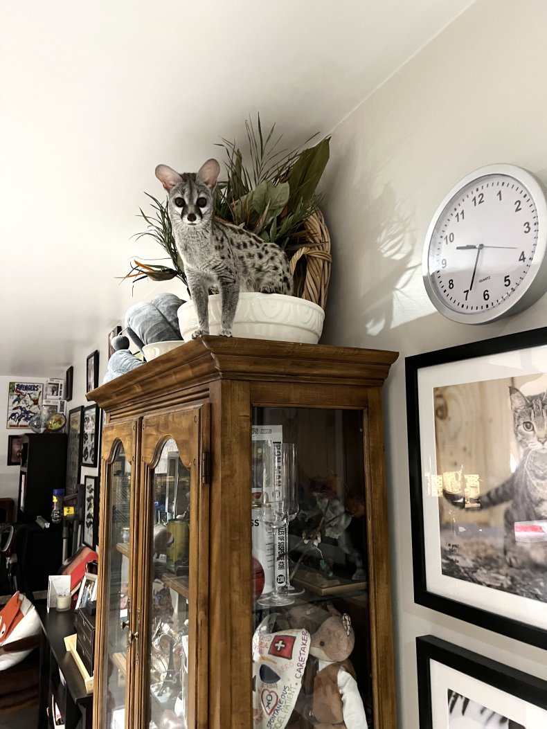 Norman the genet.