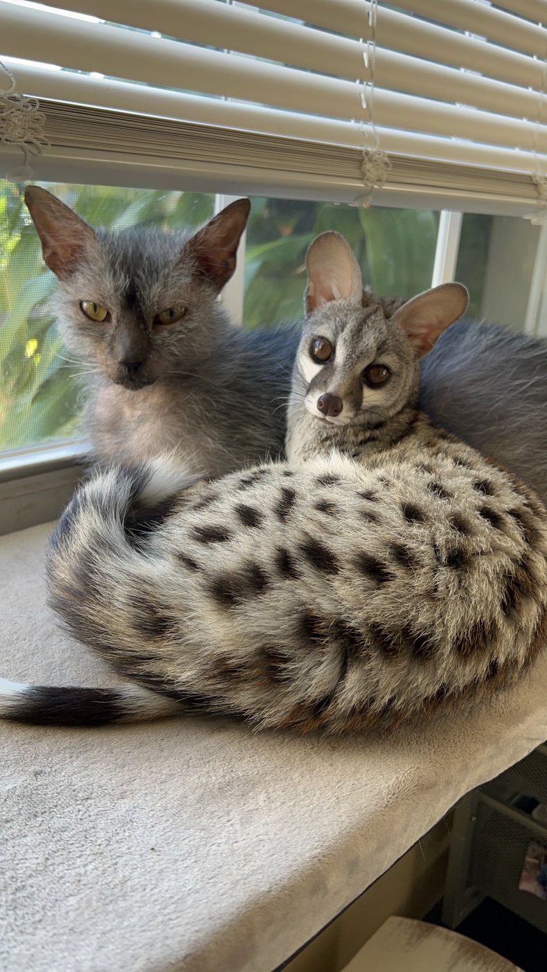 Norman the genet with a cat.