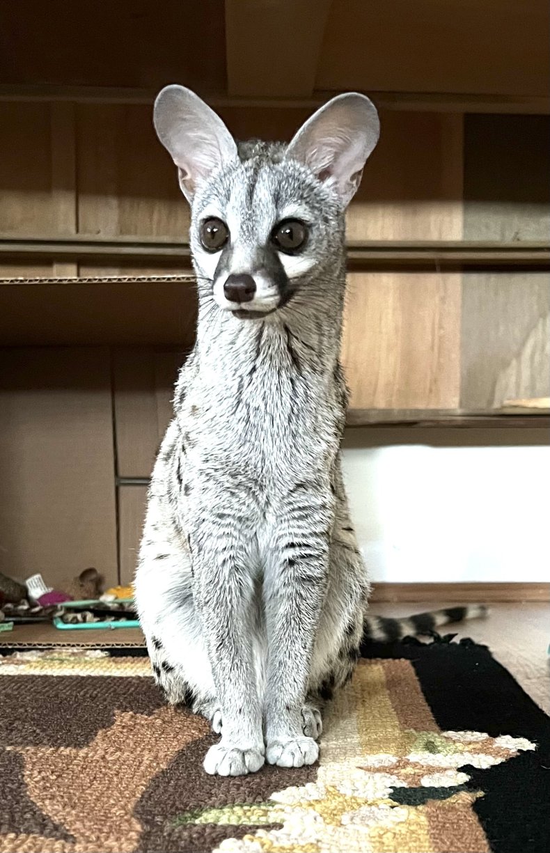 Norman the genet.