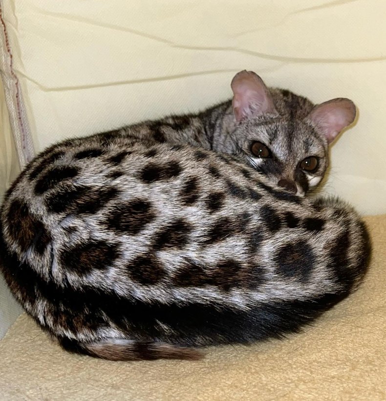 Norma the genet.