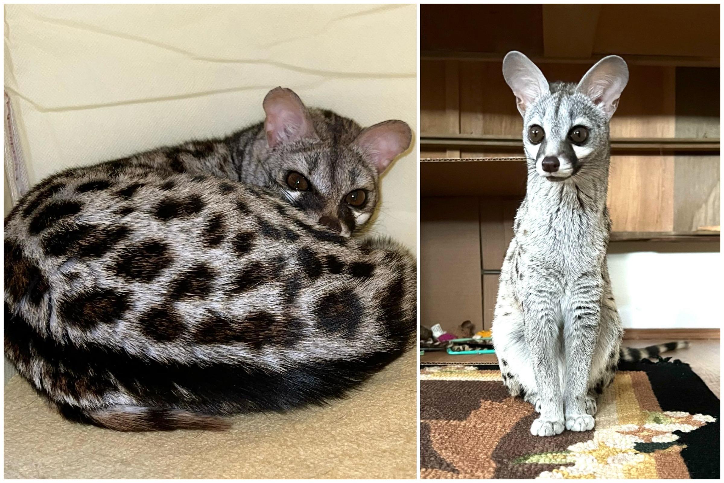 Bizarre Cat-like Creature Baffles the Internet As No One Knows Its Species
