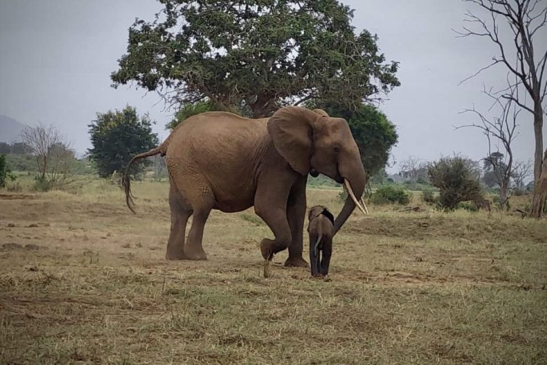 Elephant