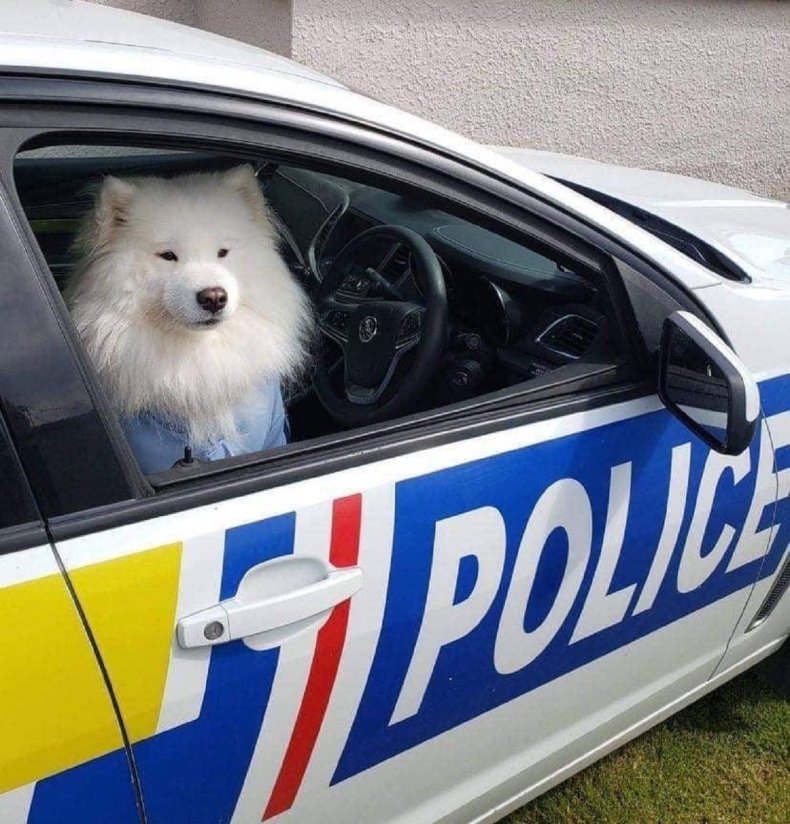 Dog in New Zealand Police car.