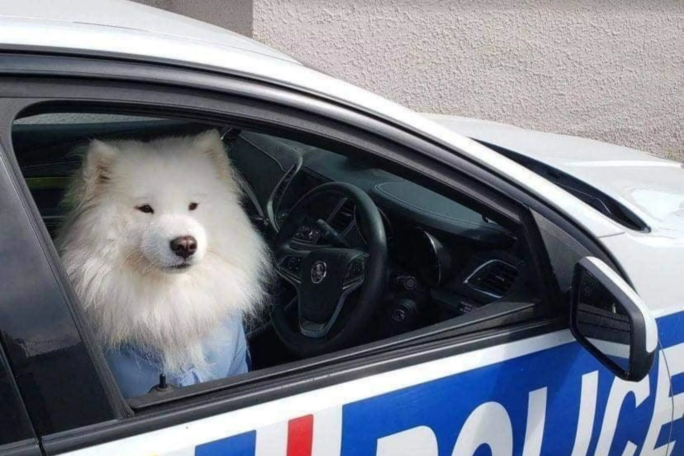 'Constable Floof:' Dog Wearing Clothes in Cop Car Sends Internet Wild - Vimarsana News