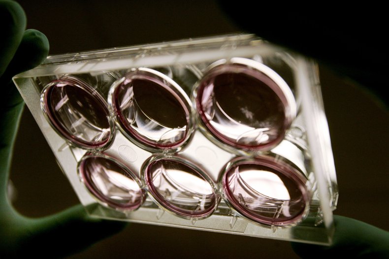 Stem Cells