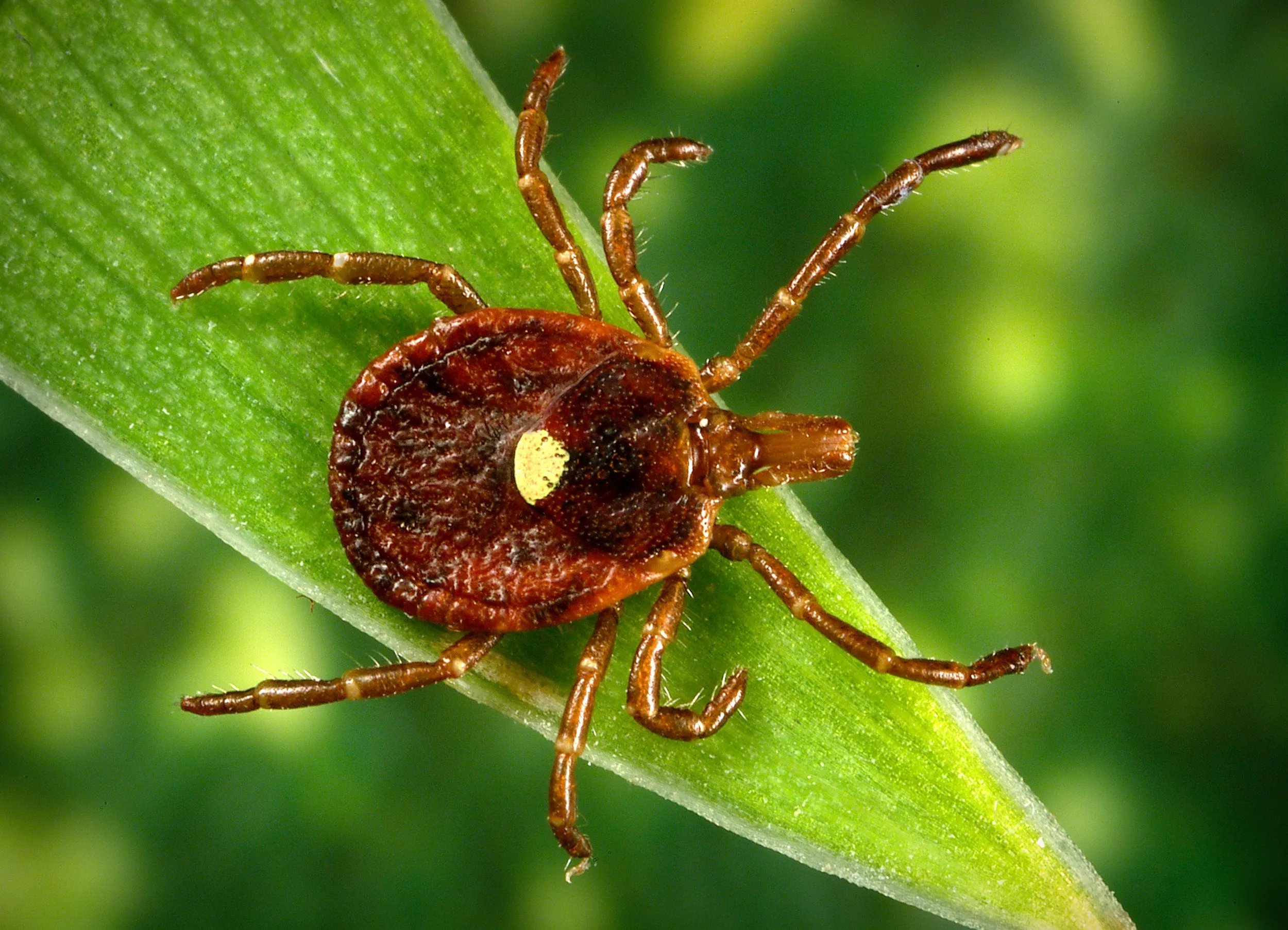 Georgia Ticks Found To Carry New, Potentially Deadly Virus - Vimarsana News
