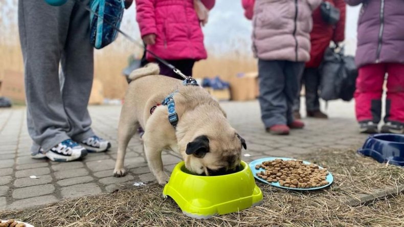 PETA, Ukraine, Pets