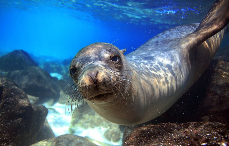 Sea lion under the water