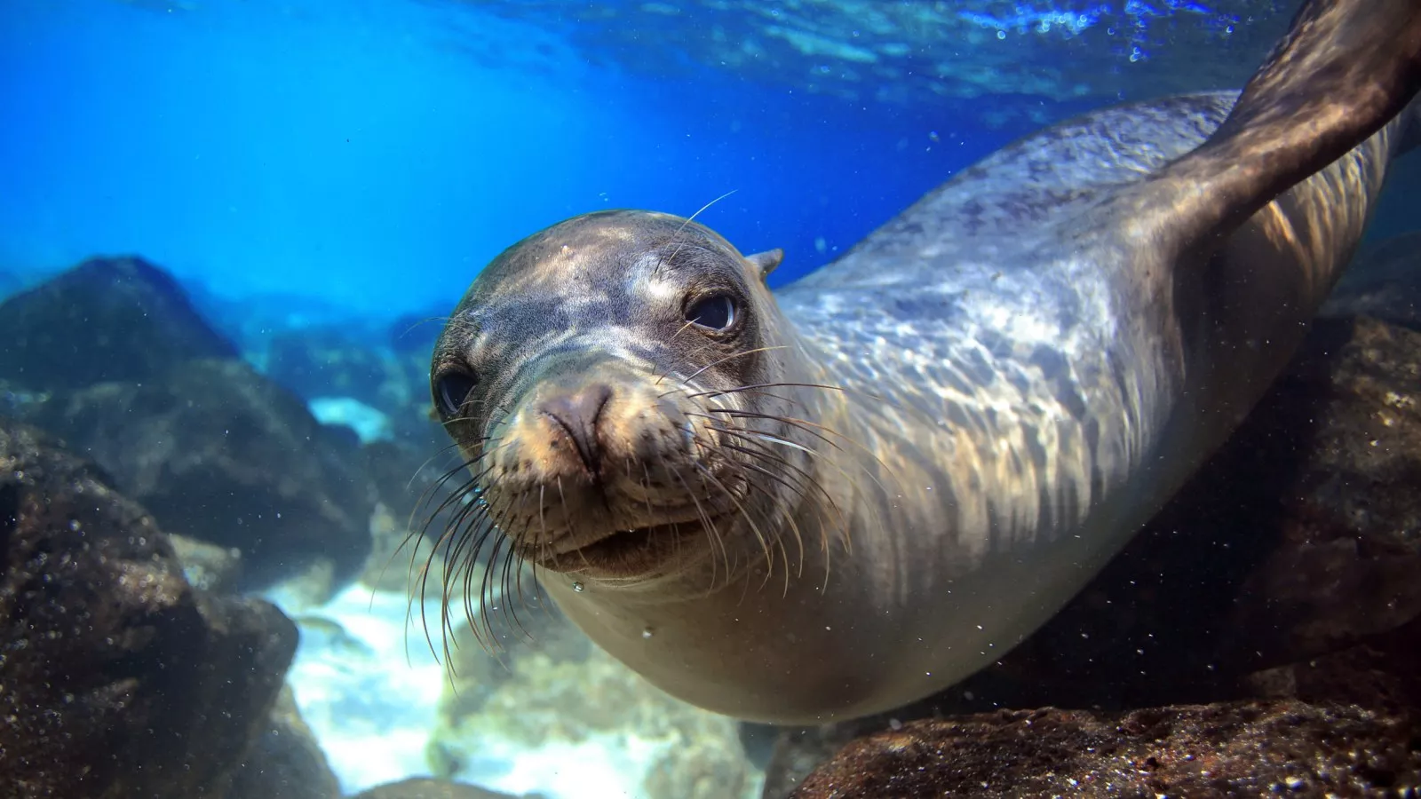Sea Lion Jumps on Boat for Snack of Fish in Viral Clip: 'Homie Just Vibin'' Sea Lion Jumps on Boat for Snack of Fish in Viral Clip: 'Homie Just Vibin''