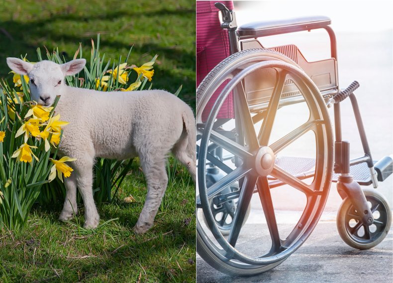 Lamb and wheelchair