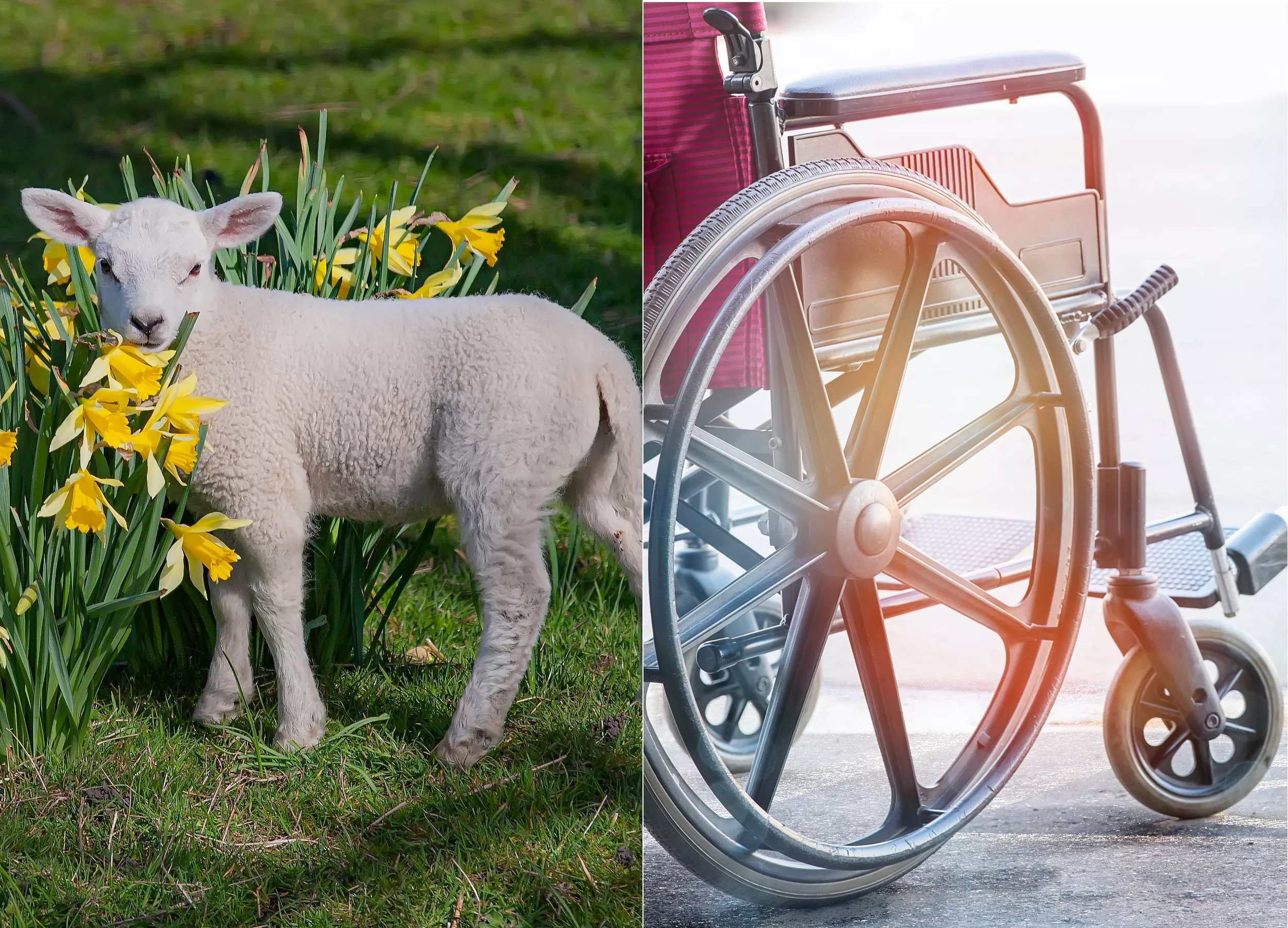 'Bringing Smiles': Disabled Lamb Gifted Wheelchair Melts Hearts Online - Vimarsana News