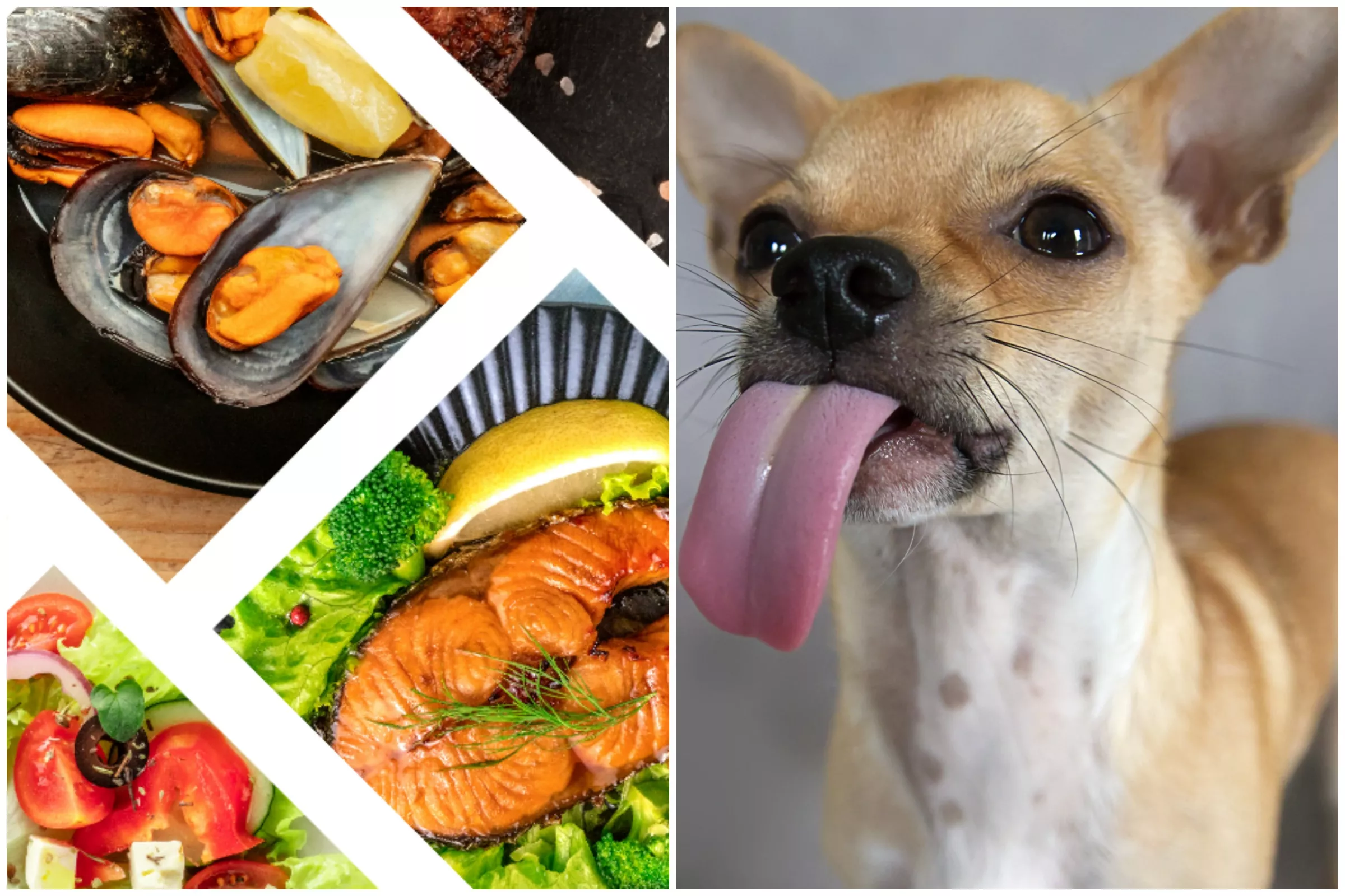 Can A 1 Month Old Puppy Eat Human Food