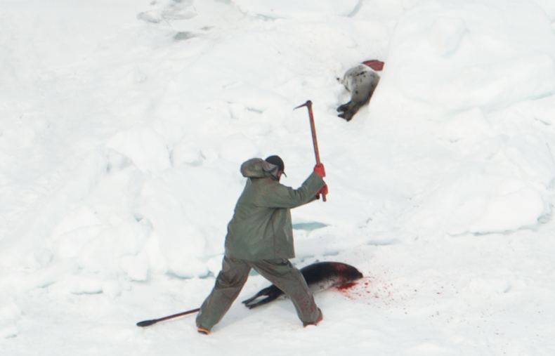 seal hunt