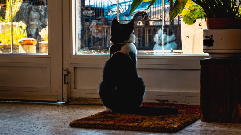 Cat waiting at window