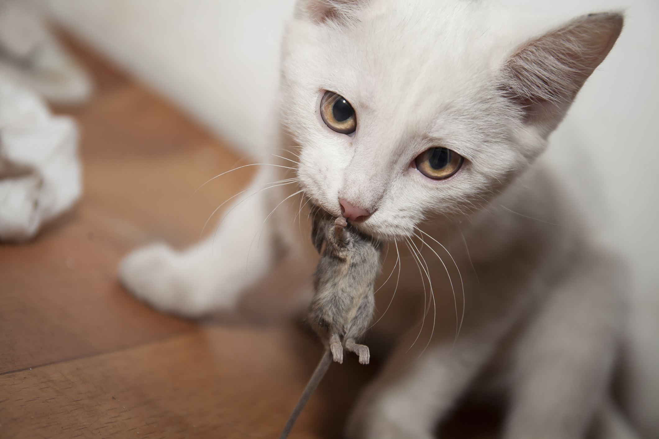 I Got You a Gift': Cat Surprises Owner With Live Mouse in Wild