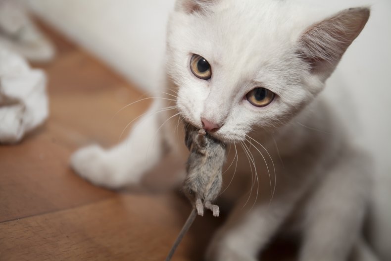 A cat holding a dead mouse.