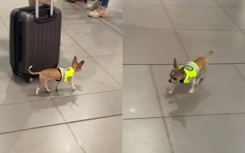 A chihuahua at an airport.