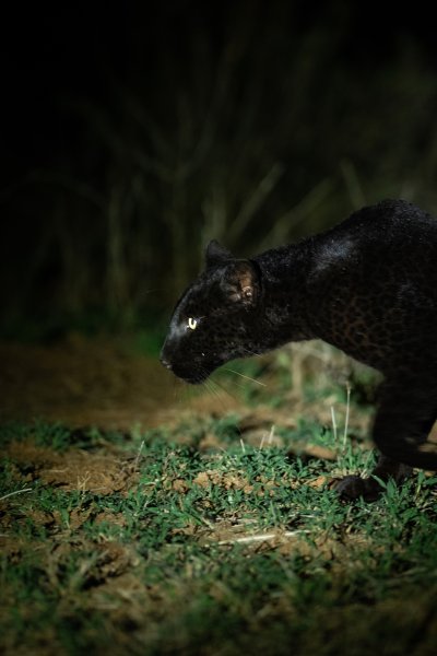 melanistic leopard melanistic leopard