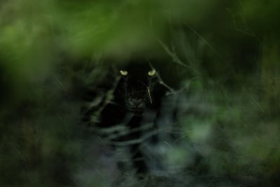 black panther black panther