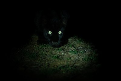 black panther black panther