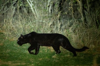 black panther black panther