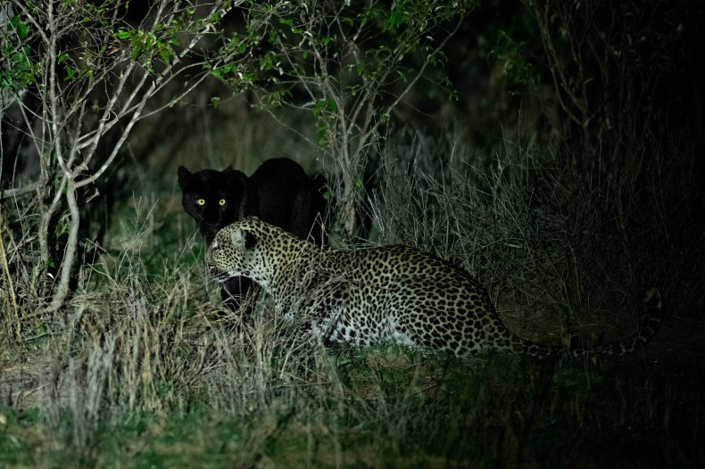 black panther