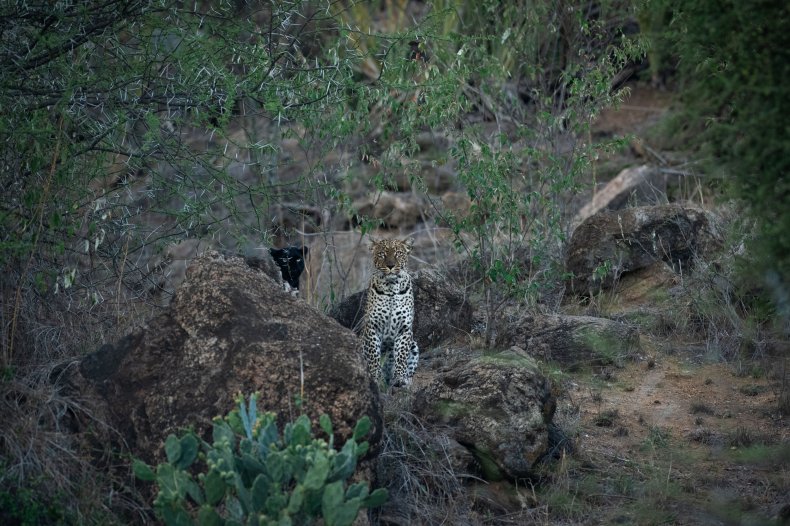 leopard