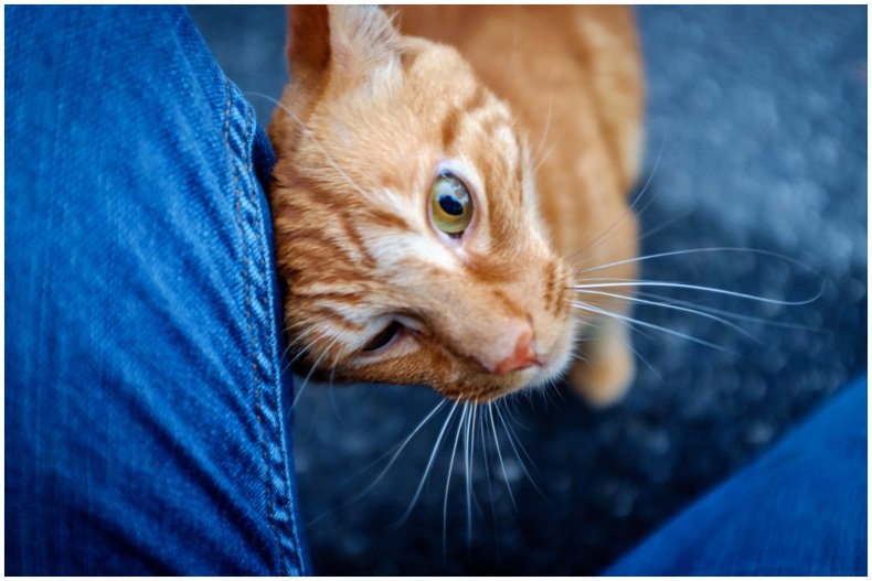 stock image of a cat