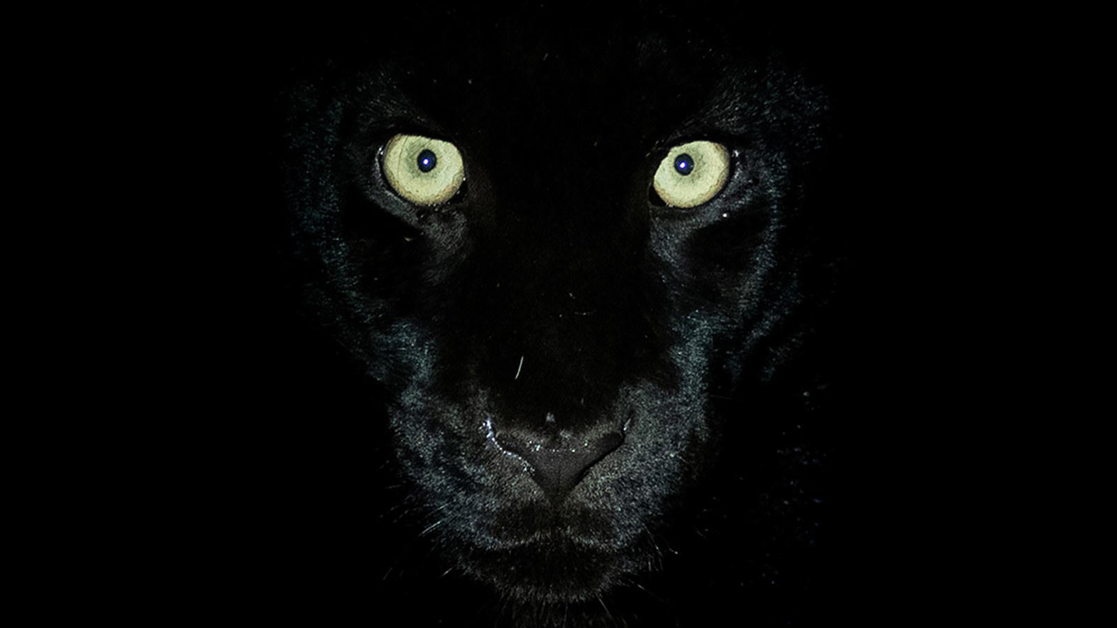 panther eyes