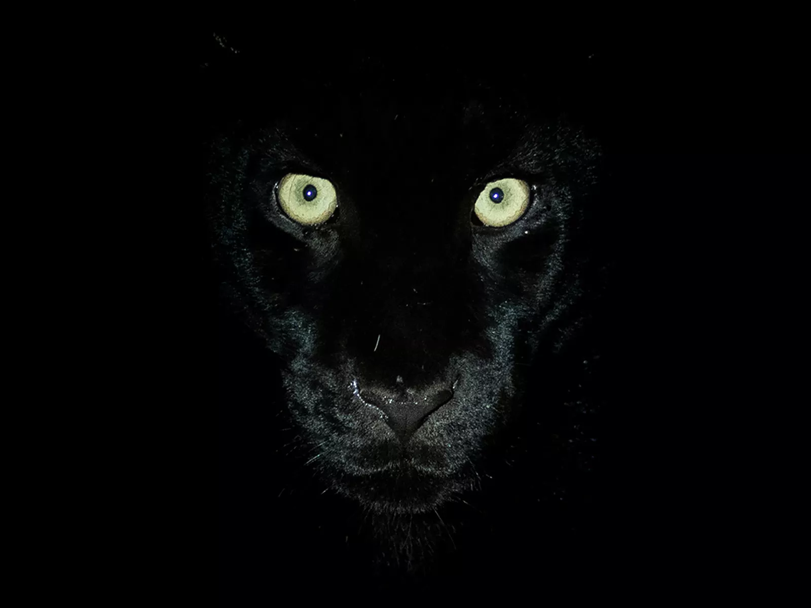 animal black panthers