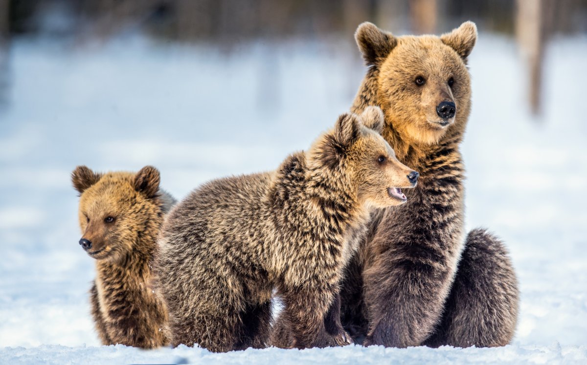 Un-bearably Cute': Bear Cub Tries to Catch Snowflakes in Resurfaced Clip