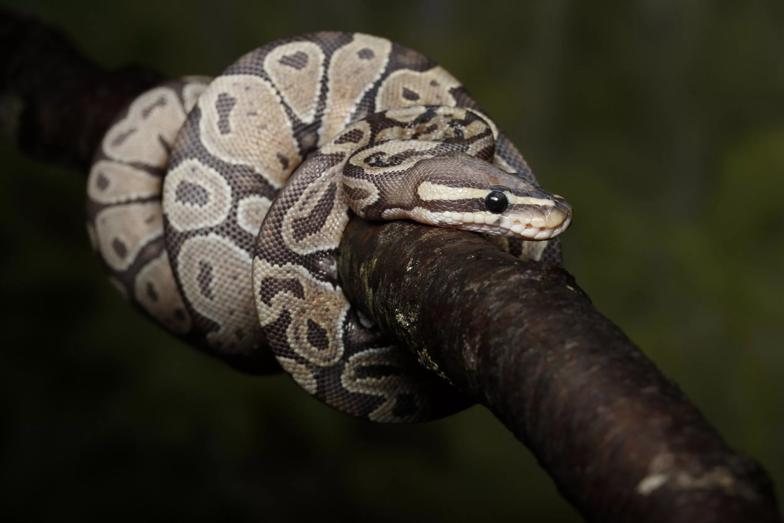 Internet Slams Modern Day St. Patrick Who Released Fiancé's Pet Snake - Vimarsana News