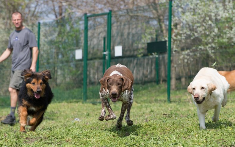Three dogs running together.