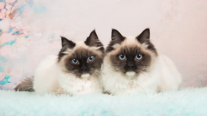 Two identical cats