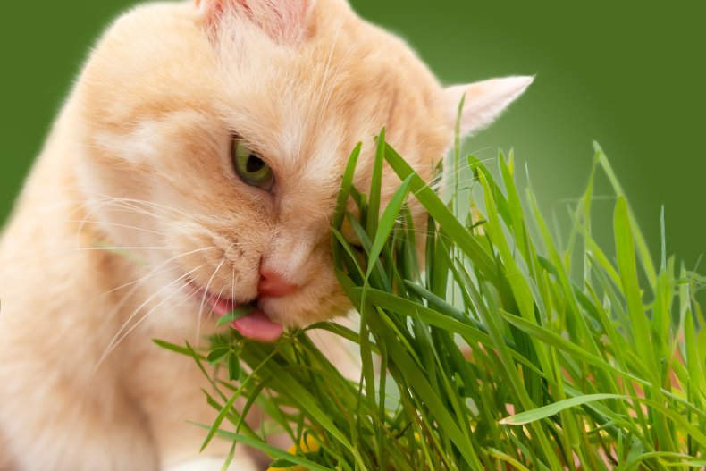 Beautiful cream tabby cat eating fresh grass