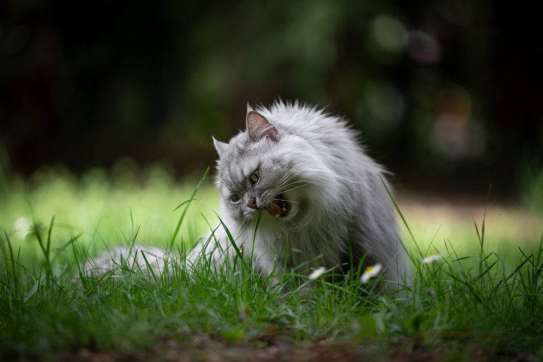 Gray silver tabby british longhair cat sitting