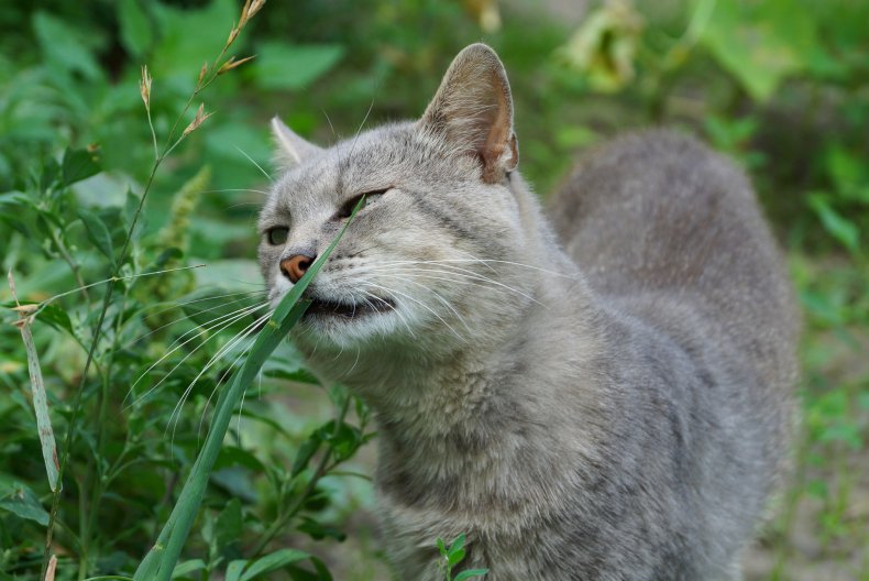 gray big cat eating green grass outdoors