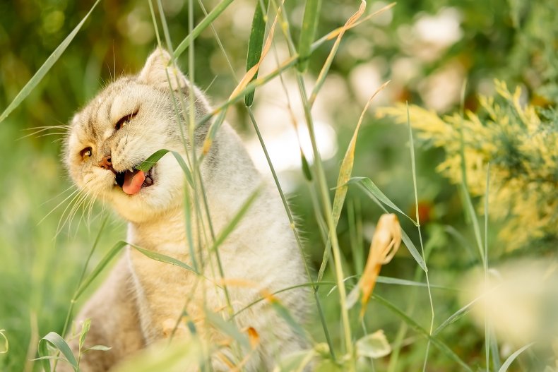 beautiful gray tabby cat walks on the