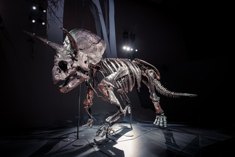 Horridus, the world's most complete Triceratops specimen