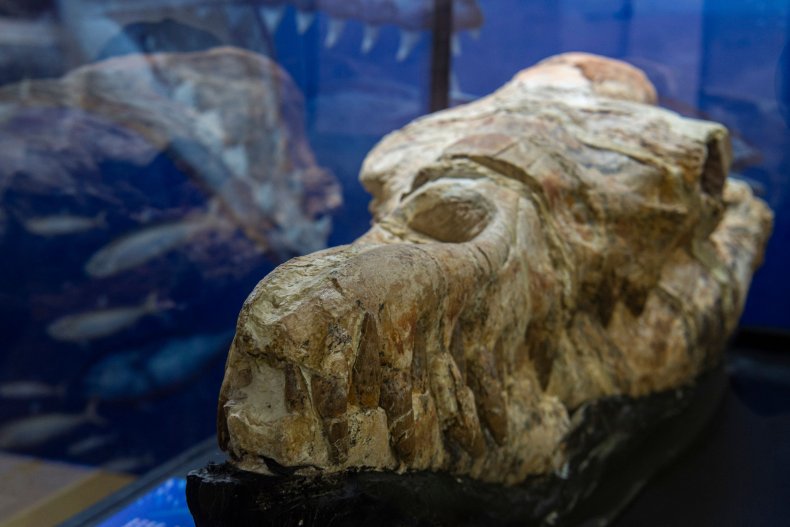 Basilosaurus