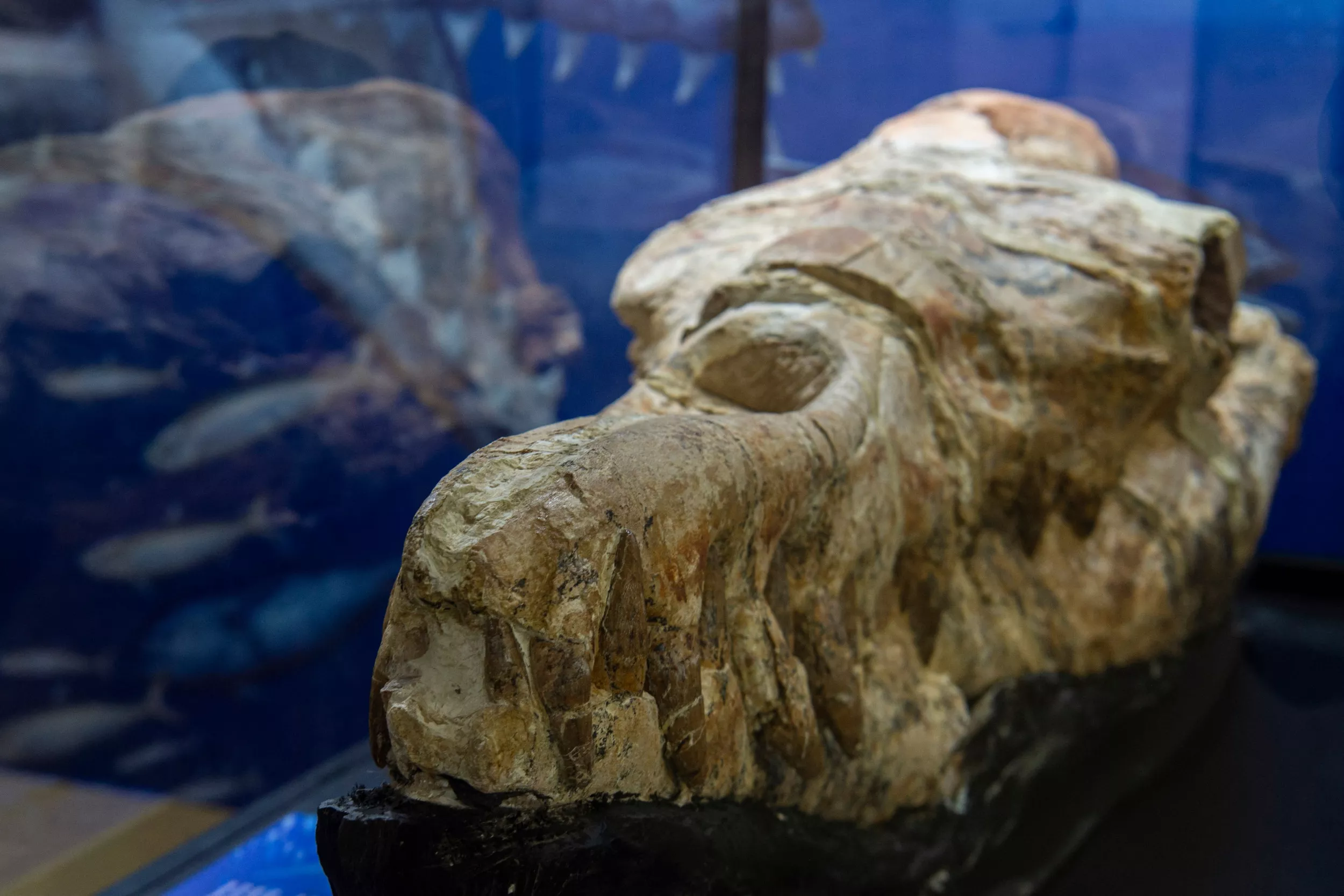 Enormous Ancient 'Monster' Whale—Among Biggest Predators Ever—Discovered - Vimarsana News