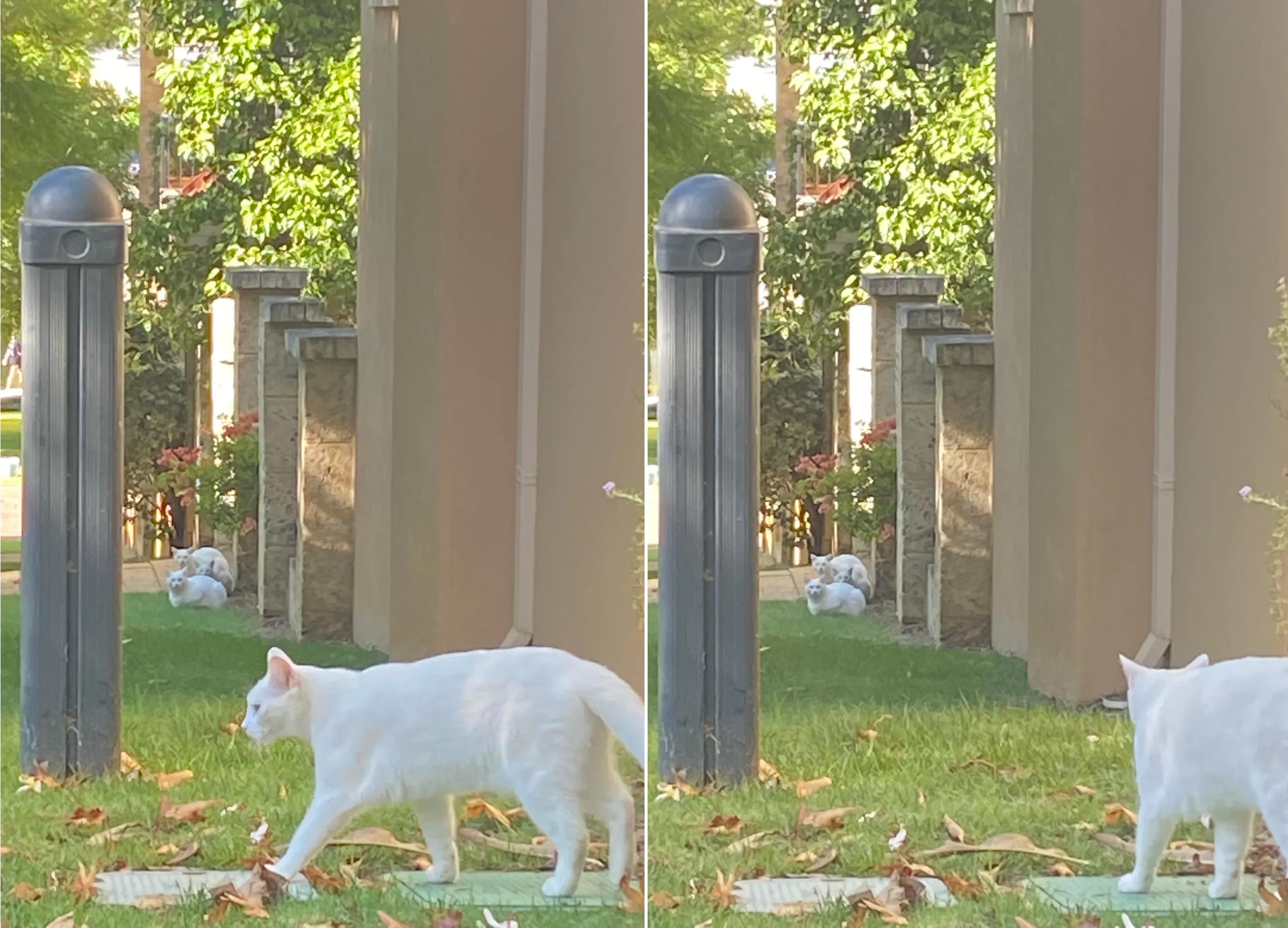 'Meow-Quadruplets': Glitch-in-the-Matrix Identical Cats Stun the Internet - Vimarsana News