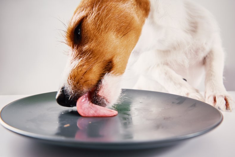 Dog licking plate