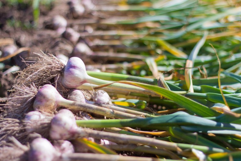 Freshly harvested young garlic.