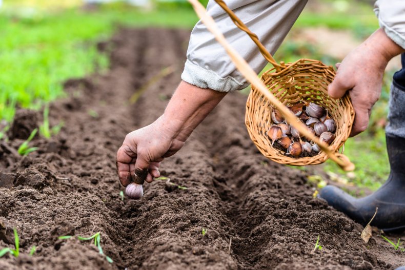 A farmer preparing garlic for planting.